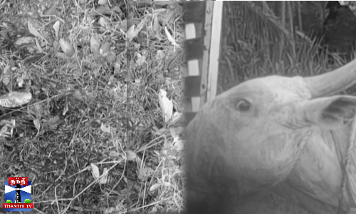 நாட்டு வெடி குண்டை கடித்து,வாய் சிதறி உயிரிழந்த காளை மாடு