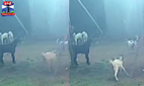 ஆடுகளை வேட்டையாடும் தெருநாய்கள் கூட்டம்