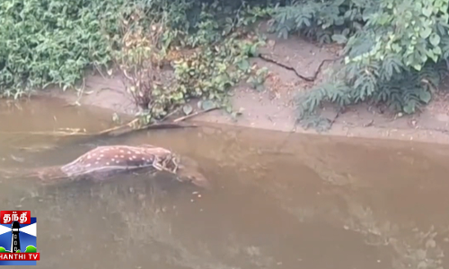 உபரி நீர் கால்வாயில் சிக்கி புள்ளி மான் உயிரிழப்பு