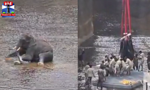 கால்வாயில் விழுந்த காட்டுயானை - மூன்று நாட்களுக்கு பின் மீட்பு கால்வாயில் விழுந்த காட்டுயானை - மூன்று நாட்களுக்கு பின் மீட்பு