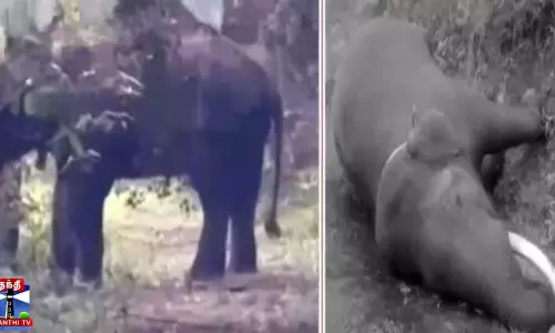 20 அடி உயரத்தில் இருந்து விழுந்து உயிரிழந்த காட்டு யானை ராதா கிருஷ்ணன். 20 அடி உயரத்தில் இருந்து விழுந்து உயிரிழந்த காட்டு யானை ராதா கிருஷ்ணன்.