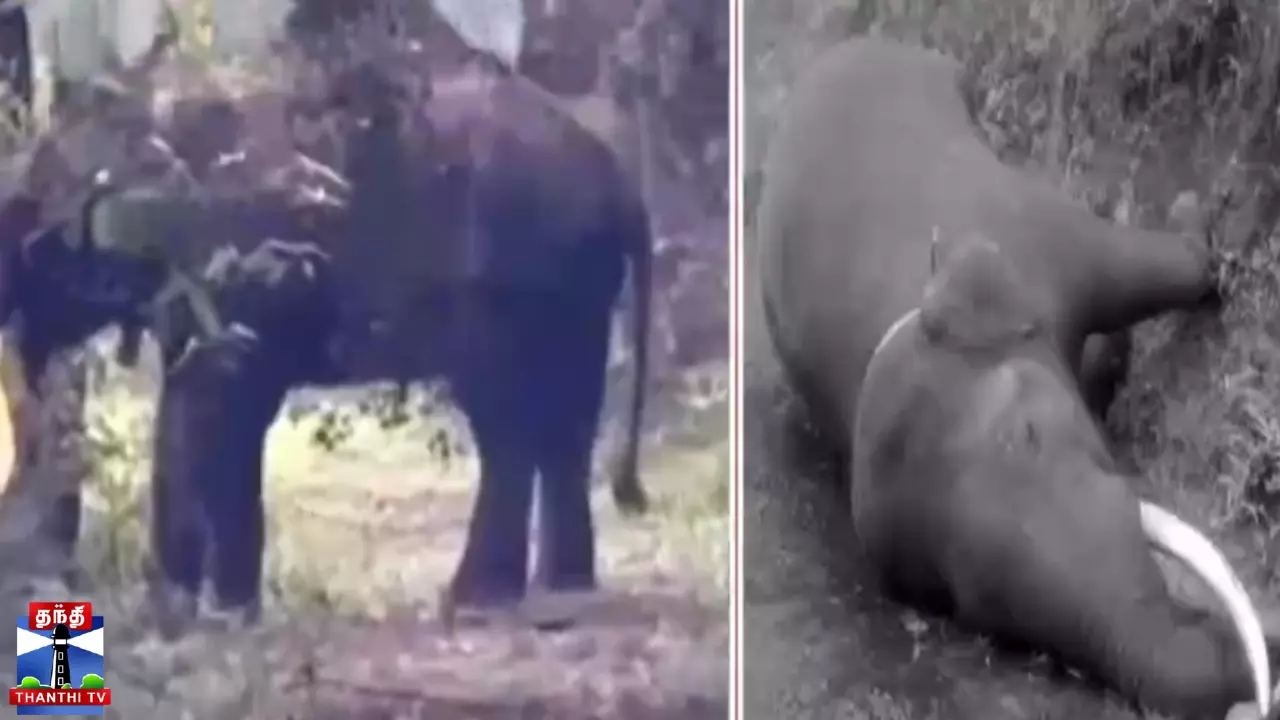 20 அடி உயரத்தில் இருந்து விழுந்து உயிரிழந்த காட்டு யானை ராதா கிருஷ்ணன்.