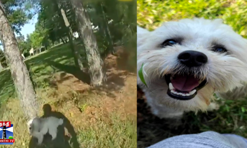 நாயை சுட்டுக் கொன்ற காவலர் - ரூ.44 கோடி இழப்பீடு வழங்க உத்தரவு