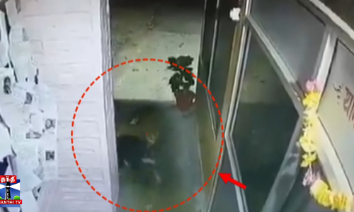 காவல் நிலையத்துக்குள் புகுந்து நாயை கவ்விச் சென்ற சிறுத்தை