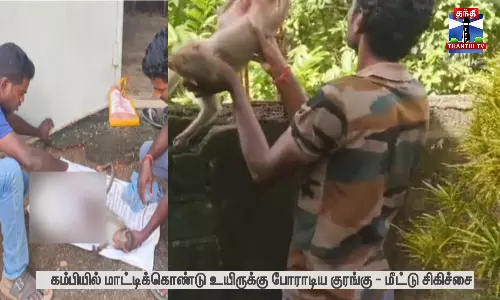 கம்பியில் மாட்டிக்கொண்டு உயிருக்கு போராடிய குரங்கு - மீட்டு சிகிச்சை கம்பியில் மாட்டிக்கொண்டு உயிருக்கு போராடிய குரங்கு - மீட்டு சிகிச்சை