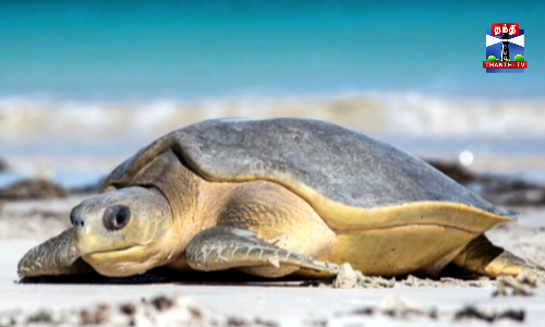 இறந்து கரை ஒதுங்கிய ஆமை - அப்புறப்படுத்த கோரிக்கை