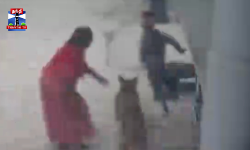 டெல்லி = சிறுவனை கடித்து குதறிய பிட்புல் நாய்