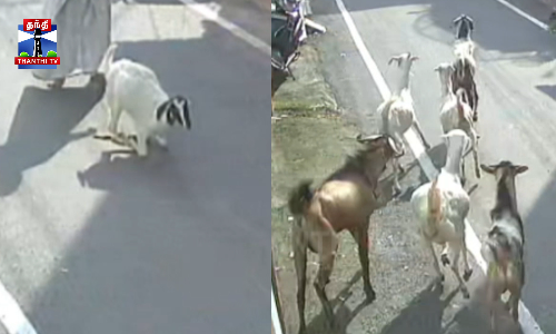 ஆடுகளை கடித்து குதறிய தெரு நாய்கள்