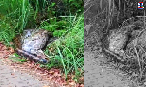 மானை விழுங்கிய மலைப்பாம்பு - அதிர்ச்சி