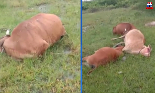 மின்கம்பியில் சிக்கி 4 கால்நடைகள் பலி மின்கம்பியில் சிக்கி 4 கால்நடைகள் பலி