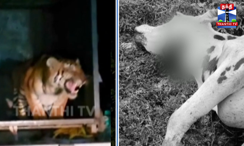 மீண்டும் மாட்டை வேட்டையாடிய புலி - மக்கள் அச்சம்