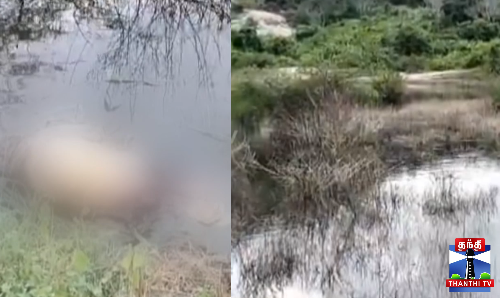 சடலமாக கிடந்த 3 யானைகள் - பிரேத பரிசோதனை செய்த மருத்துவக்குழு சடலமாக கிடந்த 3 யானைகள் - பிரேத பரிசோதனை செய்த மருத்துவக்குழு