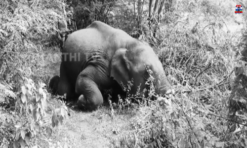 விவசாய மின்வேலியில் சிக்கி காட்டு யானை உயிரிழப்பு விவசாய மின்வேலியில் சிக்கி காட்டு யானை உயிரிழப்பு