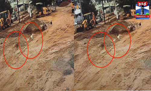 ஆட்டுக்குட்டியை துரத்திச் சென்று கடித்த 3 தெரு நாய்கள்