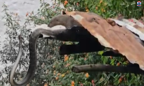 பாம்பை வேட்டையாடிய கீரி - கடைசியில் நடந்த டிவிஸ்ட் பாம்பை வேட்டையாடிய கீரி - கடைசியில் நடந்த டிவிஸ்ட்