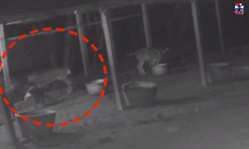 பண்ணைக்குள் புகுந்து கால்நடைகளை கடித்து குதறிய தெருநாய்கள்