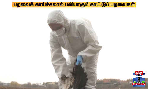 பறவைக் காய்ச்சலால் பலியாகும் காட்டுப் பறவைகள் பறவைக் காய்ச்சலால் பலியாகும் காட்டுப் பறவைகள்