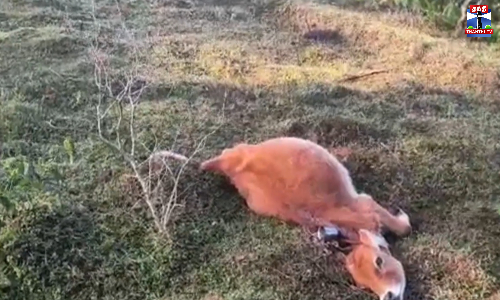 கன்றுக்குட்டியை கொன்ற சிறுத்தை - கூண்டு வைத்து பிடிக்க கோரிக்கை கன்றுக்குட்டியை கொன்ற சிறுத்தை - கூண்டு வைத்து பிடிக்க கோரிக்கை