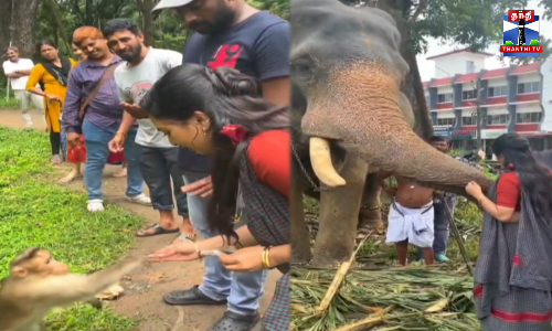 குரங்கு, யானைகளுடன் உற்சாகமாய் விளையாடும் ஸ்ருஷ்டி டாங்கே