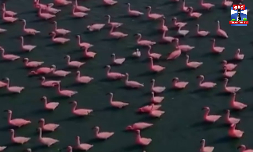 ஃப்ளமிங்கோ பறவைகளால் நிரம்பிய ஏரி...ரம்மியமான காட்சி