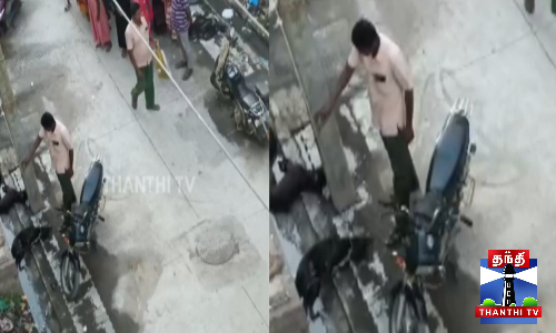 அறுந்து விழுந்த மின்கம்பியால் 3 தெருநாய்கள் உயிரிழப்பு