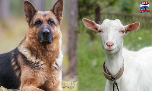 வெறிநாய்கள் கடித்து 7 வெள்ளாடுகள் பலி