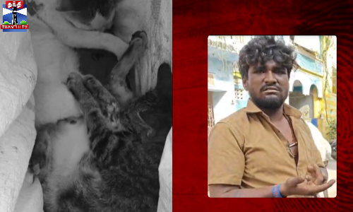 உணவுக்காக பூனை, புறாக்களை கொன்ற நபர் மீது வழக்குப்பதிவு உணவுக்காக பூனை, புறாக்களை கொன்ற நபர் மீது வழக்குப்பதிவு