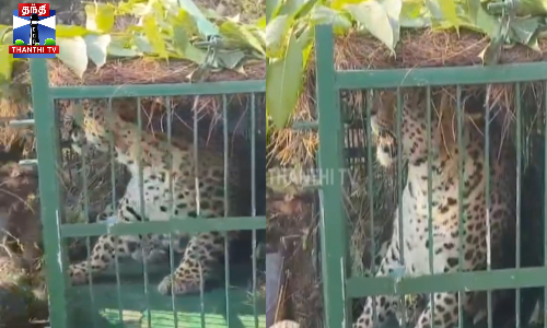 பொதுமக்களை அச்சுறுத்தி வந்த சிறுத்தை கூண்டில் பிடிபட்டது பொதுமக்களை அச்சுறுத்தி வந்த சிறுத்தை கூண்டில் பிடிபட்டது