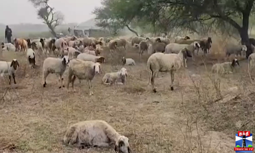 அழுகிய உணவை சாப்பிட்ட 10-க்கும் மேற்பட்ட ஆடுகள் உயிரிழப்பு அழுகிய உணவை சாப்பிட்ட 10-க்கும் மேற்பட்ட ஆடுகள் உயிரிழப்பு