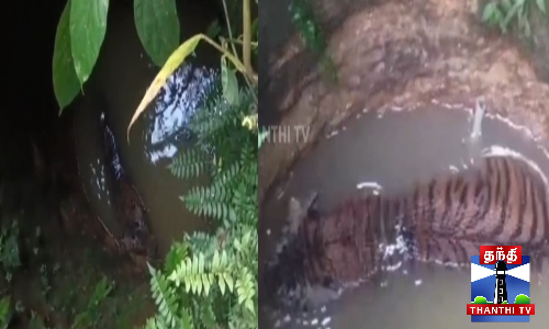 கிணற்றில் விழுந்த புலி - போராடி மீட்ட வனத்துறை