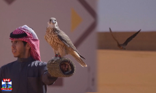 சவுதியின் பாரம்பரியமும்... உலகின் அதிவேகமான பறவையும்...