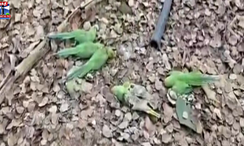 மர்மமான முறையில் இறந்து கிடந்த 200க்கும் மேற்பட்ட கிளிகள்