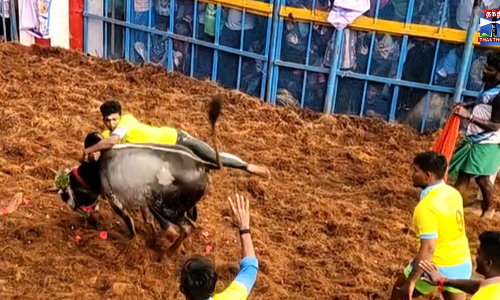 தச்சங்குறிச்சியில் 2026ன் முதல் ஜல்லிக்கட்டு தொடங்கியது