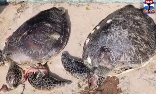 கடல் ஆமைகளை இறைச்சிக்காக வேட்டையாடிய 4 பேர் கைது கடல் ஆமைகளை இறைச்சிக்காக வேட்டையாடிய 4 பேர் கைது