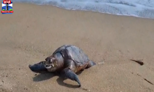 இறந்து கரை ஒதுங்கும் ஆலிவ் ரிட்லி ஆமைகள் - அதிர்ச்சி