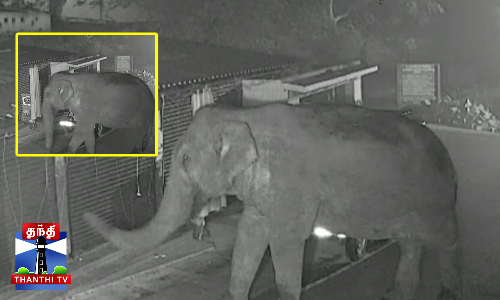 மின்சாரம் தாக்கியதால் அச்சம் அடைந்த காட்டு யானை