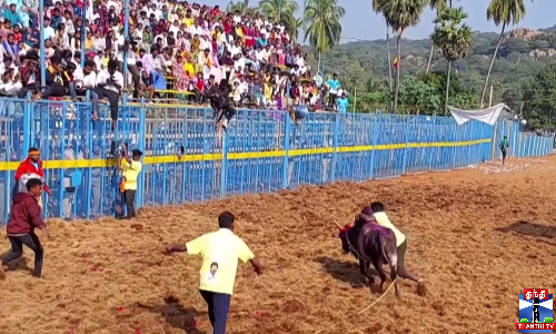 கூலமேடு ஜல்லிக்கட்டு - சீறிப்பாயும் காளைகள்