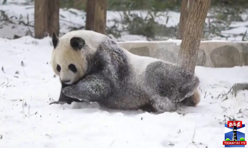 பனியில் குதூகலிக்கும் பாண்டா...