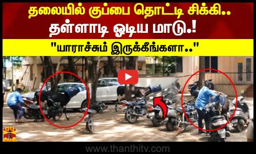 தலையில் குப்பை தொட்டி சிக்கி.. தள்ளாடி ஓடிய மாடு! யாராச்சும் இருக்கீங்களா..