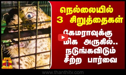 நெல்லையில் 3 சிறுத்தைகள்.. கேமராவுக்கு மிக அருகில்.. நடுங்கவிடும் சீற்ற பார்வை