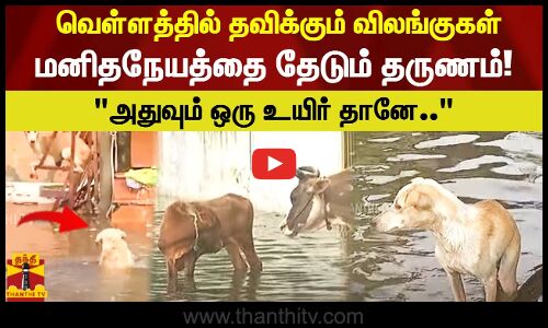 வெள்ளத்தில் சிக்கிய தவிக்கும்  விலங்குகள் மனிதநேயத்தை தேடும் தருணம்!  அதுவும் ஒரு உயிர் தானே..