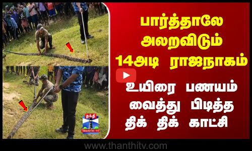 King Cobra |  பார்த்தாலே அலறவிடும் 14அடி ராஜநாகம்.. உயிரை பணயம் வைத்து பிடித்த திக் திக் காட்சி