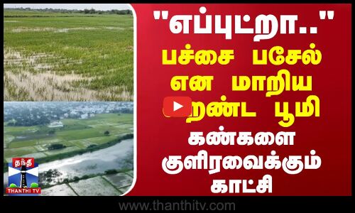 எப்புட்றா.. பச்சை பசேல் என மாறிய வறண்ட பூமி - கண்களை குளிரவைக்கும் காட்சி