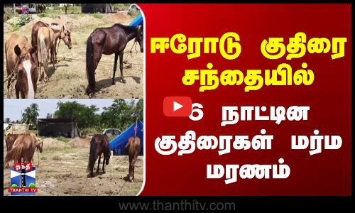 Erode | Horse | ஈரோடு குதிரை சந்தையில் 6 நாட்டின குதிரைகள் மர்ம மரணம்