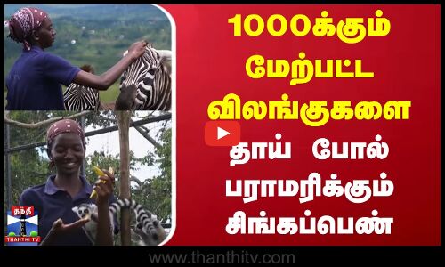 1000க்கும் மேற்பட்ட விலங்குகளை தாய் போல் பராமரிக்கும் சிங்கப்பெண்