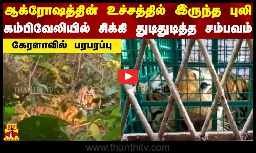 ஆக்ரோஷத்தின் உச்சத்தில் இருந்த புலி... கம்பிவேலியில் சிக்கி துடிதுடித்த சம்பவம் - கேரளாவில் பரபரப்பு