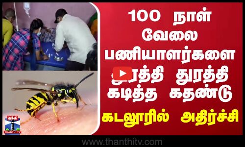 Cuddalore | 100 நாள் வேலை பணியாளர்களை துரத்தி துரத்தி கடித்த கதண்டு - கடலூரில் அதிர்ச்சி