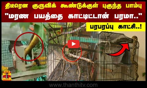 மரண பயத்தை காட்டிட்டான் பரமா.. திடீரென குருவிக் கூண்டுக்குள் புகுந்த பாம்பு. பரபரப்பு காட்சி..!
