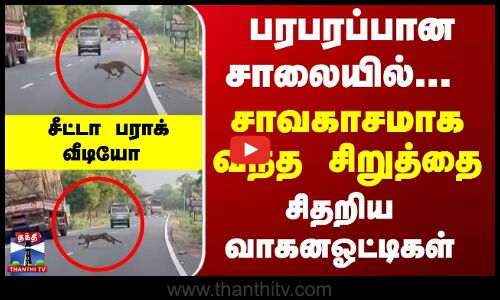 பரபரப்பான சாலையில்... சிறுத்தை கொடுத்த என்ட்ரி...   சிதறிய வாகனஓட்டிகள்