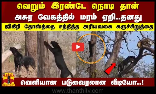 வெறும் இரண்டே நொடி தான்.. அசுர வேகத்தில் மரம் ஏறி..தனது.. ஜிகிரி தோஸ்த்தை சந்தித்த  கருச்சிறுத்தை